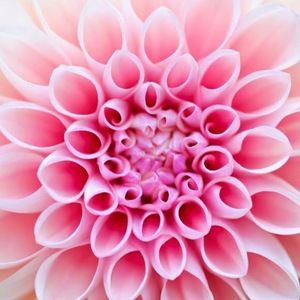 Meet your Posher, Jayda